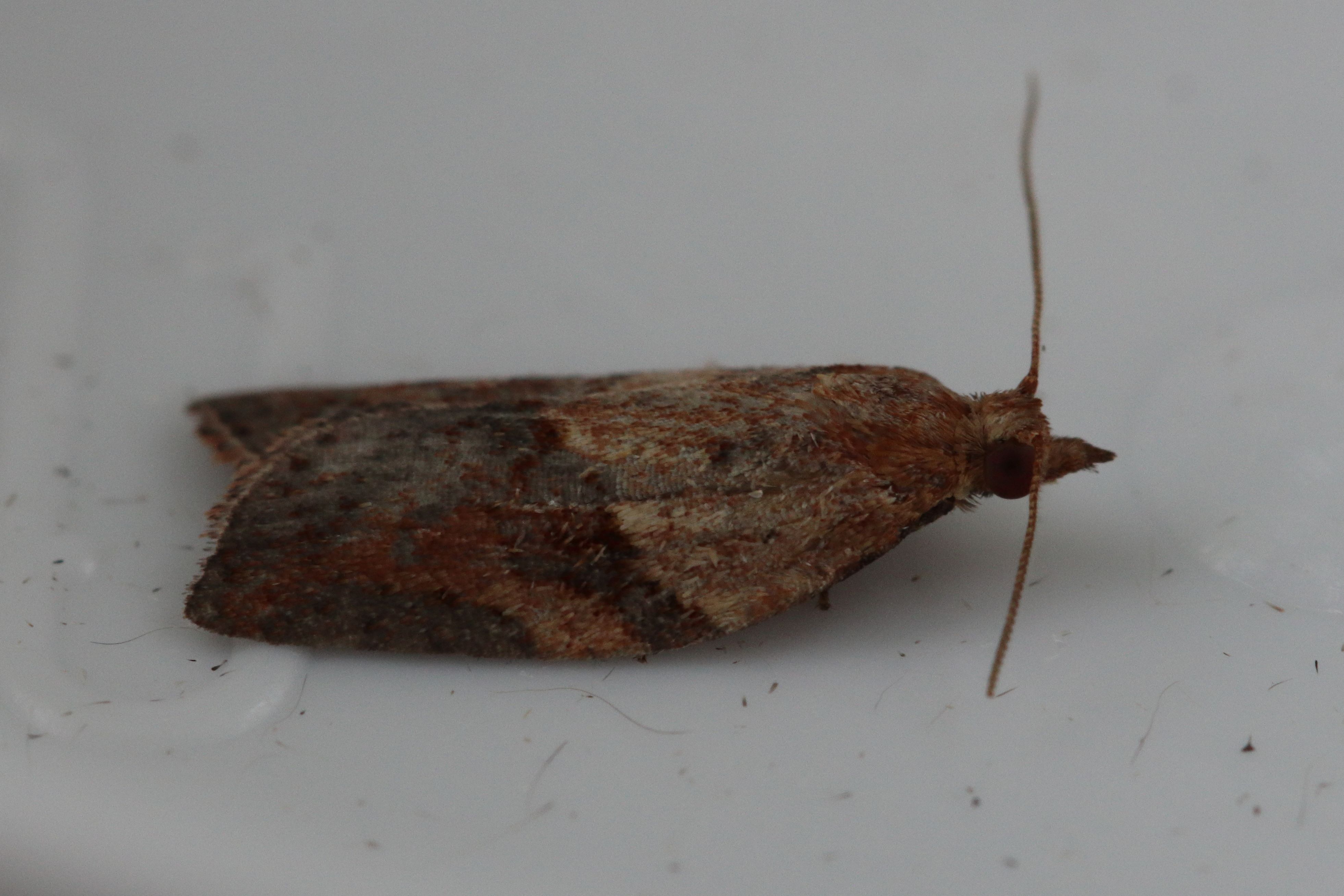 Photo of Light Brown Apple Moth (Epiphyas postvittana)